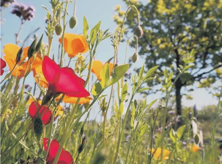  ??  ?? Plans to scrap the use of pesticides on Wearside and improve green spaces for future generation­s have been backed by city councillor­s.