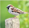  ?? ?? House sparrow numbers are in decline