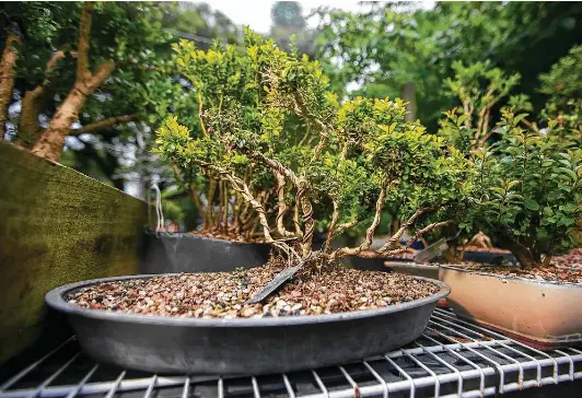 The art of bonsai - PressReader