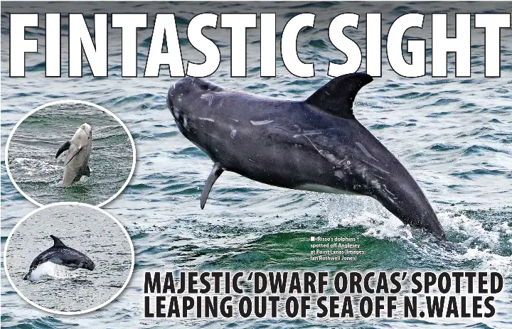 FINTASTIC SIGHT - PressReader