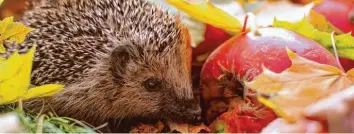  ?? Foto: adobe.stock.com ?? Igel fühlen sich im Laub wohl. Sie finden dort viele Insekten, von denen sie sich ernähren. Noch dazu sind die Blätter ein wichtiges Material für den Nestbau.