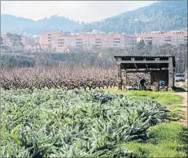  ?? KIM MANRESA ?? Un total de 3.473 hectáreas de cultivos resisten junto a Barcelona