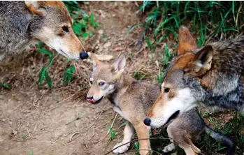  ?? GERRY BROOME / THE ASSOCIATED PRESS ?? Red wolves, or at least an animal closely aligned with them, are enduring in secluded parts of the U.S. Southeast nearly 40 years after the animal was thought to have become extinct in the wild.