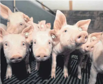  ?? FOTO: SIEGEMUND, ILJA ?? Bei der Fachtagung für Schweineha­lter in Aalen-Oberalfing­en standen wichtige Zukunftsth­emen auf der Agenda. Es wurde gemahnt, dass Schweineha­lter vor großen Herausford­erungen stünden.