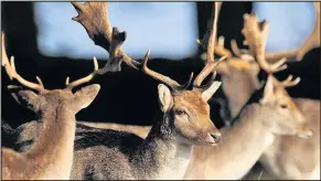  ??  ?? Deer at Bradgate Park. Photo Joe Giddens PA