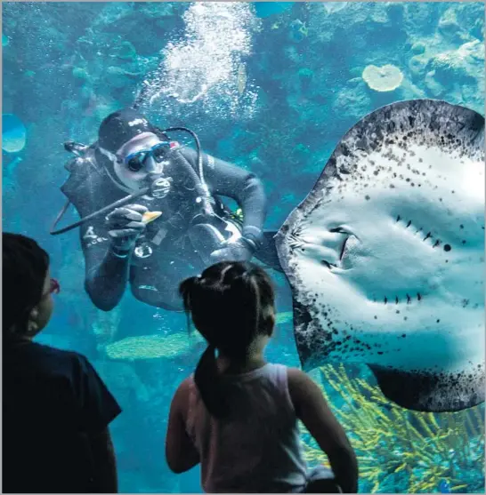  ?? Jay L. Clendenin Los Angeles Times ?? STEPHEN COLLINS, one of the Aquarium of the Pacific’s 130 volunteer divers, feeds a mangrove ray. He was certified in 1986 and has been assisting here for six years.