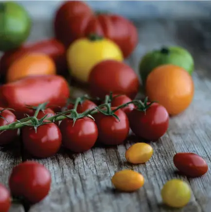  ?? FOTO: JANERIK HENRIKSSON/TT ?? Passa på att njuta av tomater nu när de är som allra bäst. Men kom ihåg att tomater tappar doft och smak om de förvaras i kylskåp.