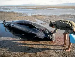  ??  ?? It was an emotional experience for volunteers, with more than 300 whales unable to be saved.