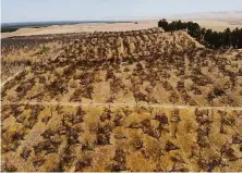  ?? Terry Chea / Associated Press ?? The past two extremely dry years in California have resulted in some farmers abandoning crops, like almond orchards.