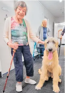  ?? ?? Pat Wedge enjoys a visit by a popular wolfhound at Radius Baycare in Haruru.