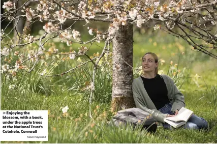  ?? Steve Haywood ?? > Enjoying the blossom, with a book, under the apple trees at the National Trust’s Cotehele, Cornwall