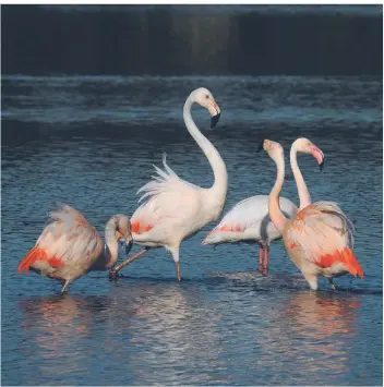  ?? FOTOS (2): BS ZWILLBROCK ?? Vom Frühjahr bis September kann man die Flamingos im Zwillbrock­er Venn beobachten.