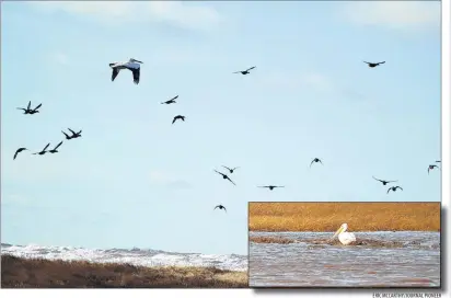  ?? ERIC MCCARTHY/JOURNAL PIONEER ?? This American white pelican was flying around Pleasant View with a flock of black ducks. A rare sight on P.E.I., the bird was feeding in the Black Pond.