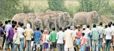  ?? SANJOY DEY/HT FILE ?? Villagers surround a herd of wild elephants that strayed into Sonahatu village under Bundu block in Ranchi district in June 2015.