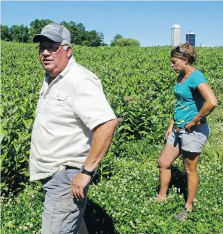  ?? CAL WOODWARD/THE ASSOCIATED PRESS ?? Farmer Roger Rainville, left, and University of Vermont agricultur­al researcher Heather Darby examine a field of milkweed on Rainville’s farm in Alburgh, Vt.