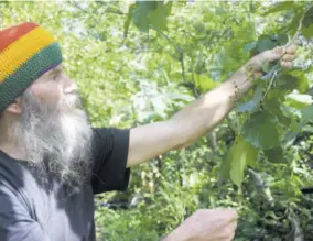  ?? ?? Thomas Huber picks fruits from one of the many exotic trees on his property.