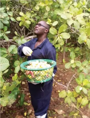  ??  ?? Mr Enemali harvesting the riped cashew on his farm