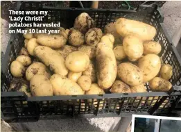  ??  ?? These were my ‘Lady Christl’ potatoes harvested on May 10 last year