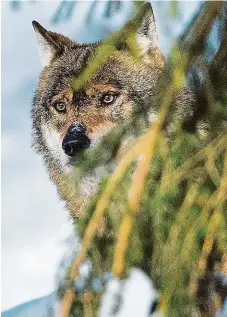  ?? FOTO MAFRA – DAN MATERNA ?? Vyfotograf­ovat plachého vlka ve volné přírodě je téměř nemožné, existující snímky pocházejí především z fotopastí. Fotoreport­ér LN pořídil tyto záběry vlků na německé straně Šumavy v tamní oboře.