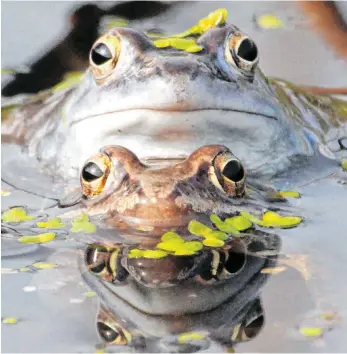  ?? FOTO: SEBASTIAN WILLNOW/DPA ?? Während der Laichzeit färben sich die männlichen Moorfrösch­e für ein paar Tage blau.