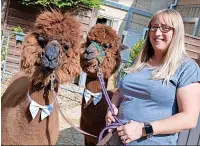  ??  ?? ●● Alpacas with Joanne Schembri