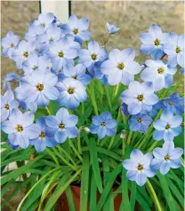  ?? ?? Above left Ipheion species are also suited to coldframe growing.