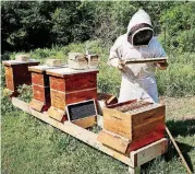  ?? [PHOTO BY DOUG HOKE, THE OKLAHOMAN] ?? James Lowrey, safety and security manager for the Oklahoma City Zoo, checks on the progress of the zoo’s bee colony on Friday.