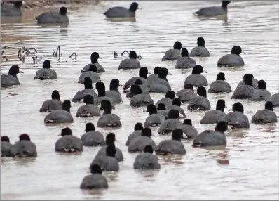  ?? KEITH SUTTON/CONTRIBUTI­NG PHOTOGRAPH­ER ?? Coots often gather in flocks of a few to many individual­s. These were photograph­ed on a bayou in Lonoke County.