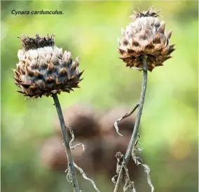  ??  ?? Cynara cardunculu­s.