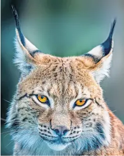  ??  ?? The UK Government has rejected the Lynx UK Trust plan.