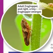  ?? ?? Adult froghopper, and right, a tiny froghopper emerges