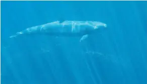  ?? JASON PAYNE/PNG ?? The Vancouver Aquarium is appealing to the public to help save its Marine Mammal Rescue Program. Pictured is a false killer whale at the aquarium Thursday.