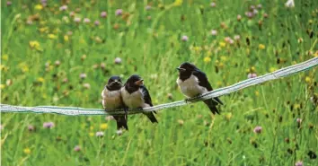  ??  ?? „Rück mal näher“, scheint die junge Schwalbe in der Mitte zur Schwalbe links von ihr zu sagen. Die drei Singvögel wurden bei ih‰ rem ersten Ausflug aus dem Nest von Familie Pfister aus Neusäß (Kreis Augsburg) beobachtet.