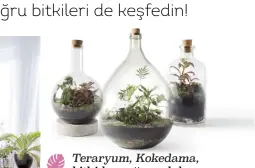  ??  ?? Teraryum, Kokedama, BITkI Hamağı Ve daHaSı... KoLay Ve PraTIk BITkI yeTIşTIrme reHBerI
İLHam doLu adreSLer