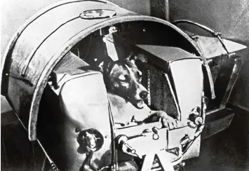  ?? Foto: UPI, dpa ?? Die zweijährig­e Hündin Laika musste viele Tests in der Druckkabin­e über sich ergehen lassen. Für den Flug ins All bekam sie einen Weltrauman­zug mit feinen Sensoren.
