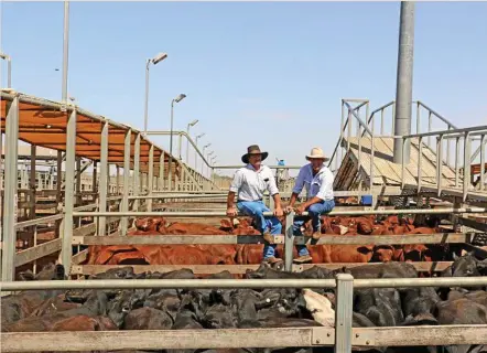  ?? PHOTO: CONTRIBUTE­D ?? CATTLE SALE: Bruce Briscoe of Goomibah, Injune, and PJH agent Steve Goodhew with the santa cross and angus cross steers that sold to 263c/kg, reaching a top of $992 to average $927.