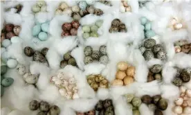  ??  ?? A sample of the variety in color and patterns in bird eggs. Did dinosaurs display a similar variety? Photograph: Linda Nylind for the Guardian