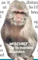  ??  ?? MISCHIEF Up to monkey business