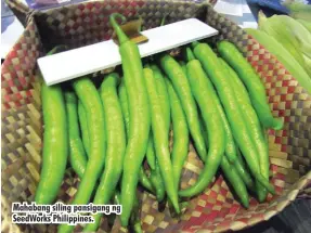  ??  ?? Mahabang siling pansigang ng SeedWorks Philippine­s.