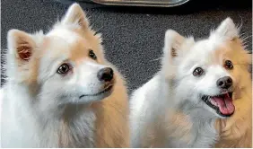  ?? PHOTO: STACY SQUIRES/STUFF ?? Shiroi Yuki ‘‘Jenny’’ and her puppy Toshiko Sato are at the centre of a pedigree breeding battle. Both are purebred Japanese spitz.