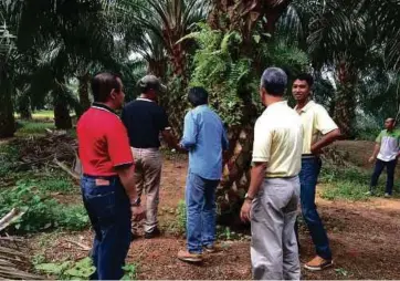  ??  ?? DR Muhamad Saufi bersama kumpulan penyelidik melawat kawasan penyelidik­an
di ladang sawit UPM.