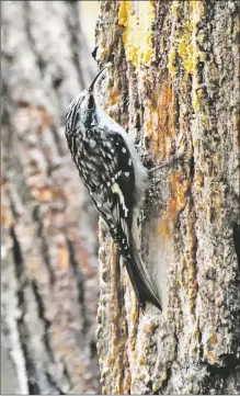  ?? COURTESY SARAH NELSON ?? A brown creeper in the area eats spreadable suet.