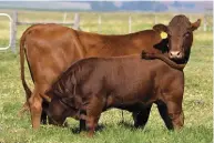  ?? FOTO: VERSKAF ?? Hierdie koei van die Nooitverwa­g Beefmaster­stoetery was in 2020 SA Stamboek se ElitePlati­numkoei, en haar seun is as die ElitePlati­numbul aangewys.