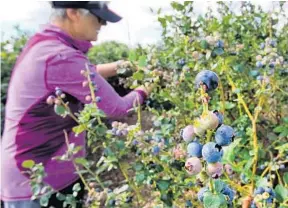  ?? JOE BURBANK/STAFF PHOTOGRAPH­ER ?? Sharon Reed picks berries in Ocoee. The Florida Blueberry Growers Associatio­n had projected a 35 percent increase this season, but Hurricane Irma’s winds uprooted plants and tore off limbs.