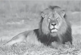  ?? ANDY LOVERIDGE/THE ASSOCIATED PRESS FILE PHOTO ?? Trophy hunting was thrust into the spotlight when American hunter Walter Palmer killed GPS-collared Cecil the lion, pictured in this undated photo, in July near Zimbabwe’s largest national park.