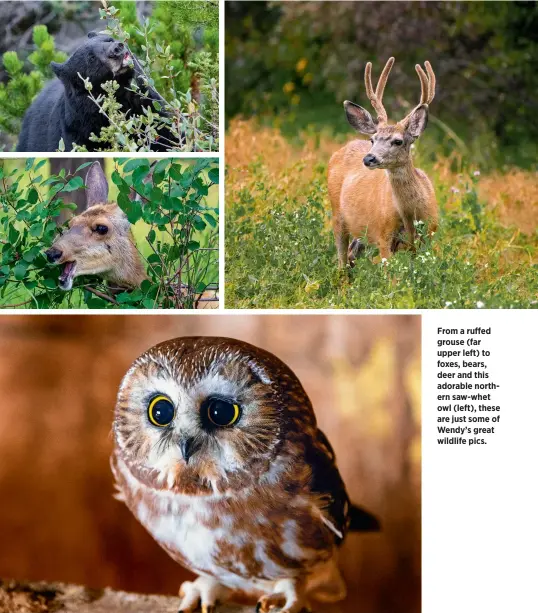  ??  ?? From a ruffed grouse (far upper left) to foxes, bears, deer and this adorable northern saw-whet owl (left), these are just some of Wendy’s great wildlife pics.