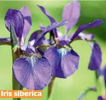 ??  ?? Iris siberica