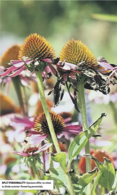  ?? ?? SPLIT PERSONALIT­Y: Opinions differ on when to divide summer-flowering perennials.