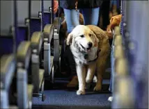  ?? ASSOCIATED PRESS 2017 ?? A service dog strolls through the aisle inside a United Airlines plane at Newark Liberty Internatio­nal Airport in April.