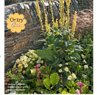  ??  ?? Verbascum with bergenia and white argyranthe­mum